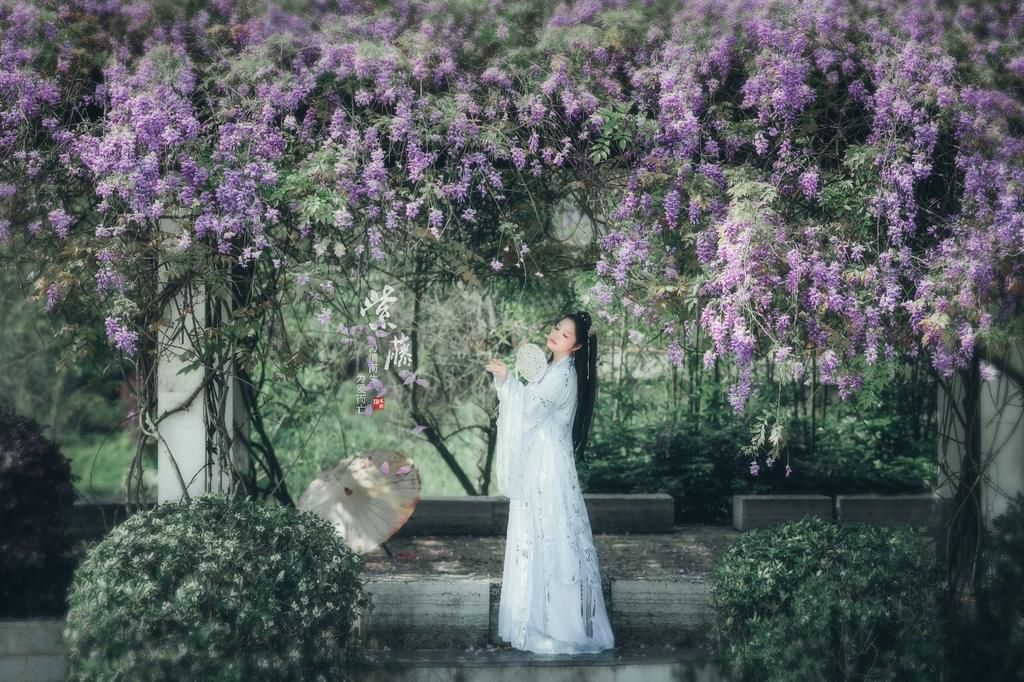 紫藤花下古装美女仙气飘飘图片
