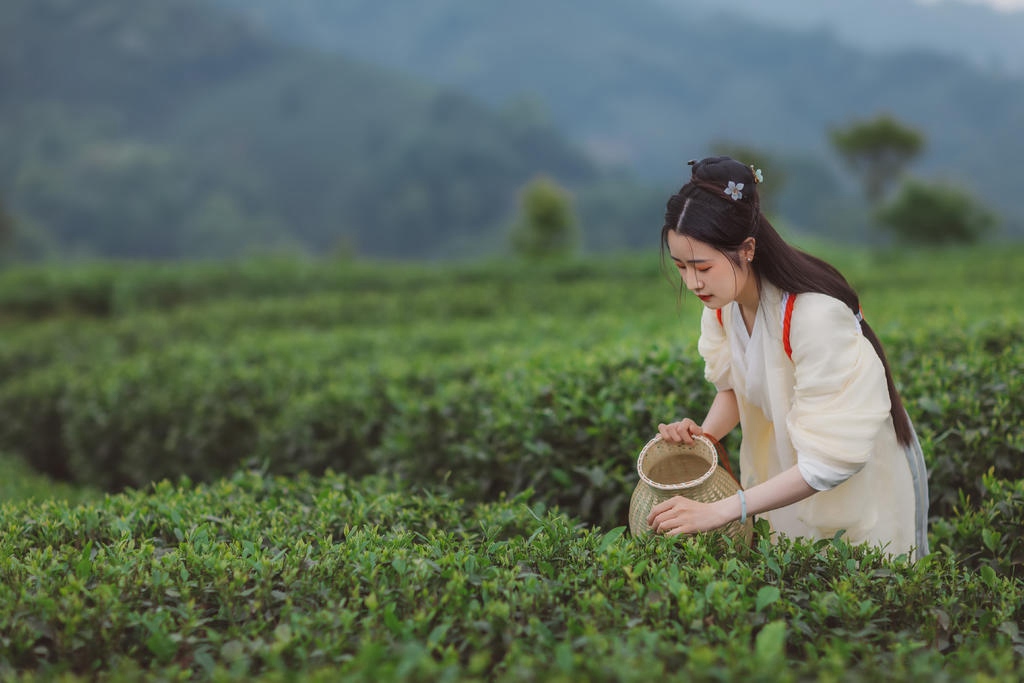 茶园中的白衣美女清新脱俗写真